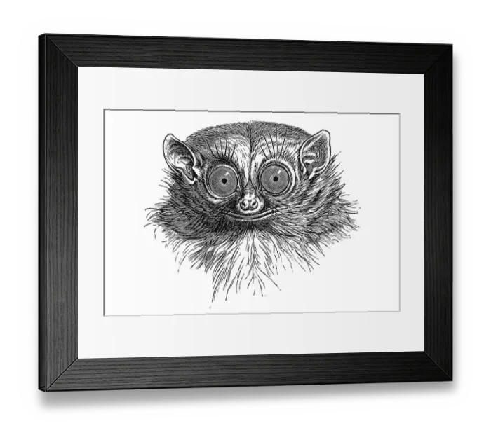 Framed Print : Woodcut, Tarsier (Tarsius), portrait Framed Print : Woodcut, Tarsier (Tarsius), portrait