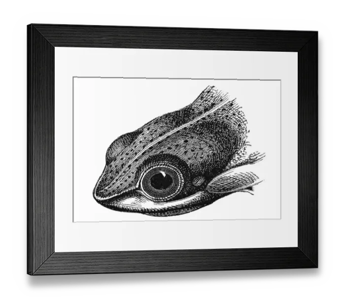 Framed Print : Woodcut, Flying frog (Rhacophorus reinwardti) Framed Print : Woodcut, Flying frog (Rhacophorus reinwardti)