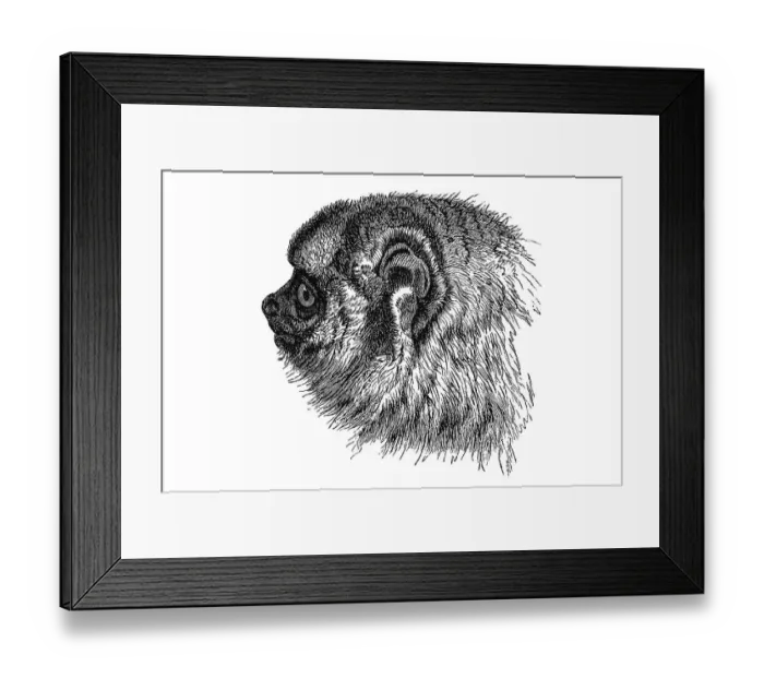 Framed Print : Woodcut, Night monkey (Aotidae), portrait
