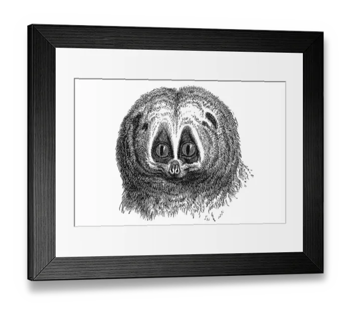 Framed Print : Woodcut, Slow loris (Nycticebus), portrait Framed Print : Woodcut, Slow loris (Nycticebus), portrait