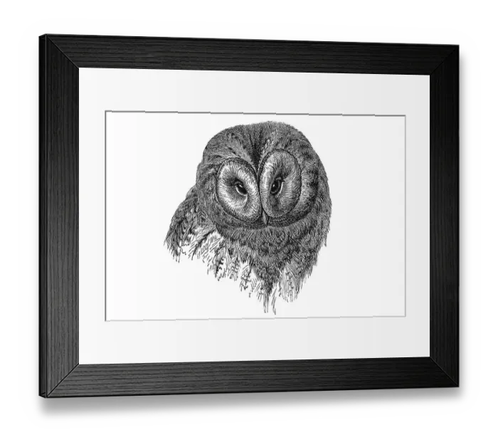 Framed Print : Woodcut, Northern hawk owl (Surnia ulula) Framed Print : Woodcut, Northern hawk owl (Surnia ulula)