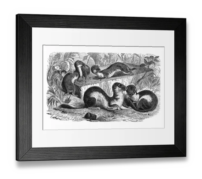 Framed Print : Woodcut, Weasels (Mustela vulgaris)