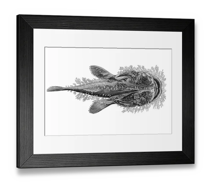 Framed Print : Woodcut, Goosefish species (Lophius naresi)