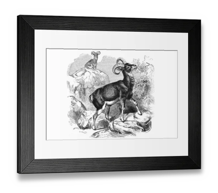 Framed Print : Woodcut, Mouflon (Ovis orientalis orientalis group)