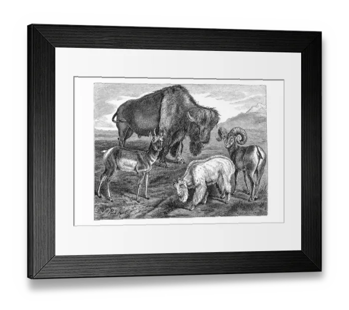 Framed Print : Woodcut, American bison (Bison bison)