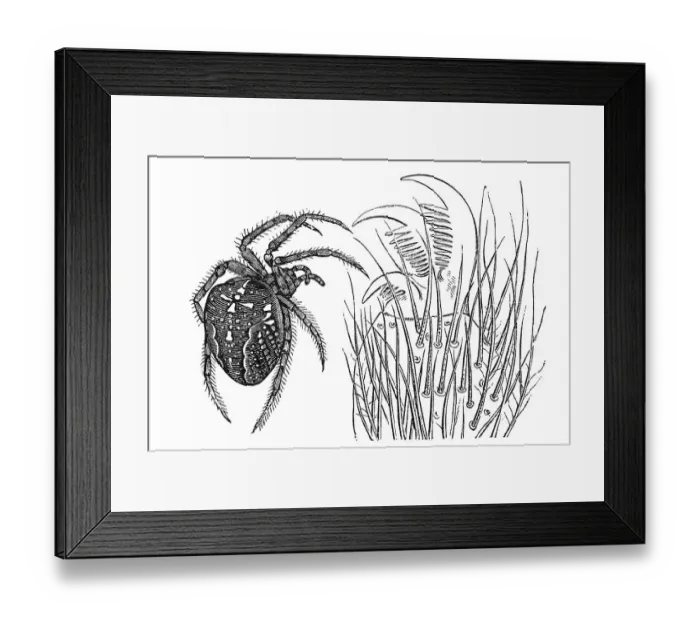 Framed Print : Woodcut, female Araneus (Epeira diadema)