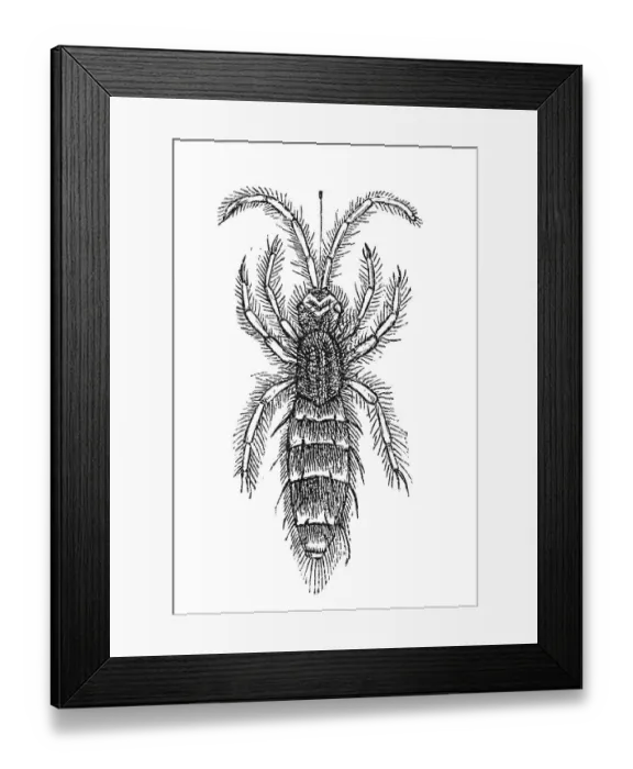 Framed Print : Woodcut, Springtail (Collembola)