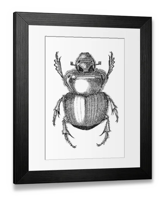 Framed Print : Woodcut, Scarab beetle (Scarabaeidae)
