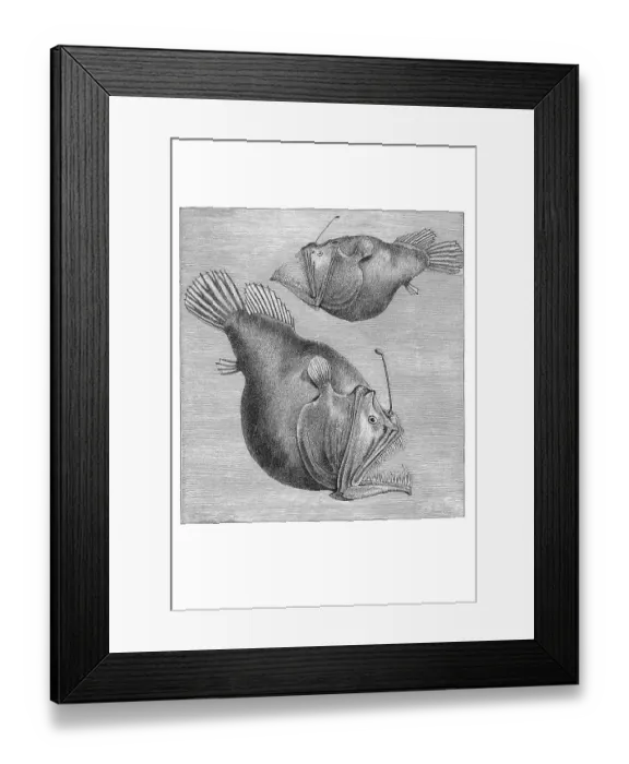 Framed Print : Woodcut, Black seadevil (Melanocetus murryi) Framed Print : Woodcut, Black seadevil (Melanocetus murryi)