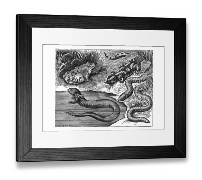 Framed Print : Woodcut, different types of amphibians