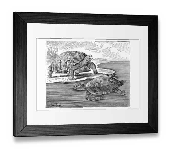 Framed Print : Woodcut, Tortoises or land turtle (Testudo sulcata) left