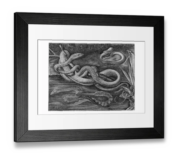 Framed Print : Woodcut, different types of snakes