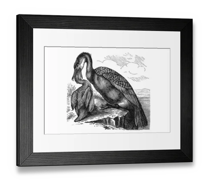 Framed Print : Woodcut, Great Cormorant (Phalacrocorax carbo) Framed Print : Woodcut, Great Cormorant (Phalacrocorax carbo)
