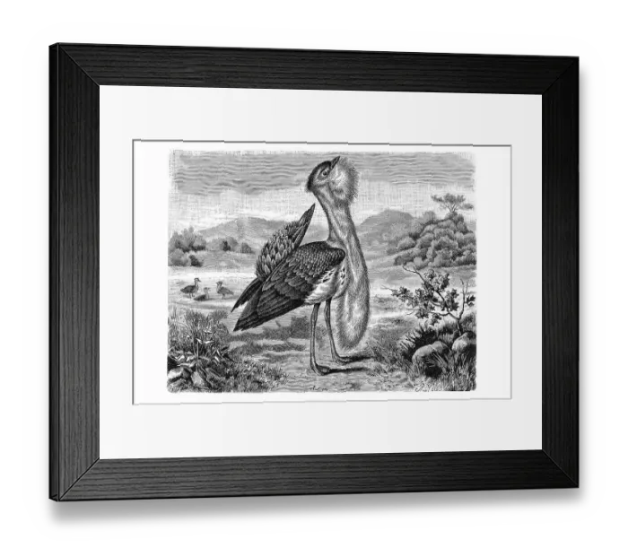 Framed Print : Woodcut, displaying Bustard (Otis australis)