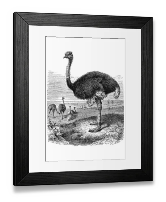 Framed Print : Woodcut, Ostrich (Struthio camelus) Framed Print : Woodcut, Ostrich (Struthio camelus)