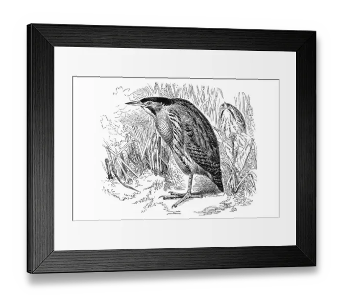 Framed Print : Woodcut, Eurasian Bittern or Great Bittern (Botaurus stellaris) Framed Print : Woodcut, Eurasian Bittern or Great Bittern (Botaurus stellaris)