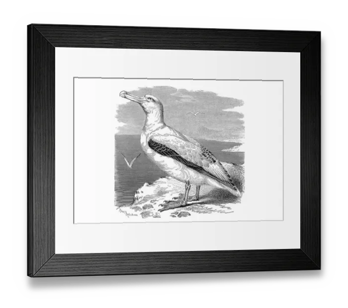 Framed Print : Woodcut, Wandering albatross (Diomedea exulans) Framed Print : Woodcut, Wandering albatross (Diomedea exulans)