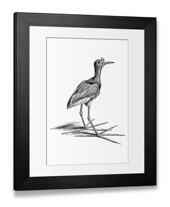 Framed Print : Woodcut, Jacana (Jacanidae)