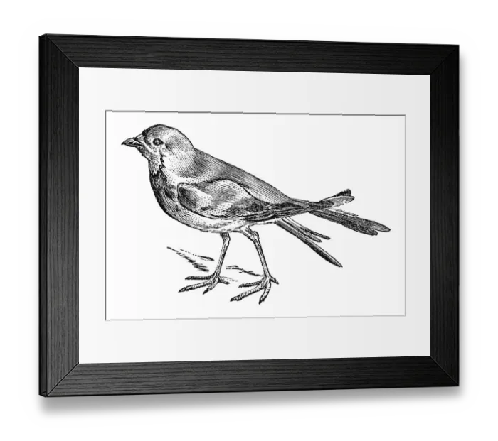 Framed Print : Woodcut, Pratincole (Glareola pratincola)