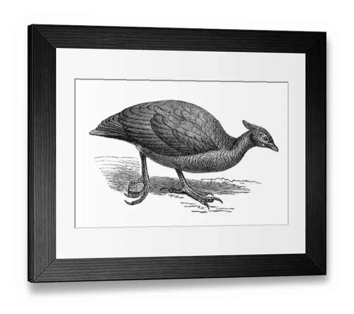 Framed Print : Woodcut, Megapode (Megapodius tumulus)