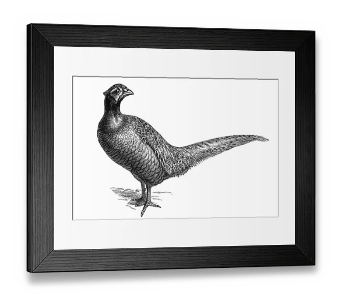 Framed Print : Woodcut, Common pheasant (Phasianus colchicus)