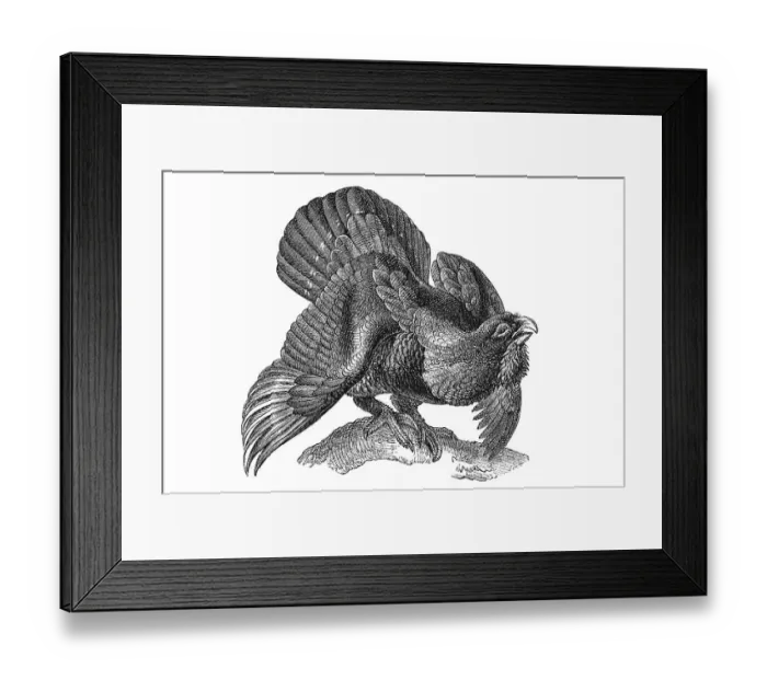 Framed Print : Woodcut, Wood grouse, Western capercaillie (Tetrao urogallus)