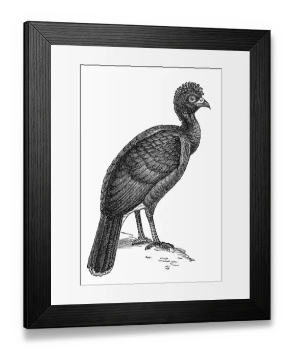 Framed Print : Woodcut, Black curassow (Crax alector) Framed Print : Woodcut, Black curassow (Crax alector)