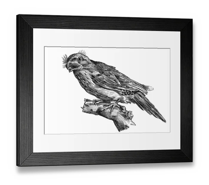 Framed Print : Woodcut, Tawny frogmouth(Podargus strigoides) Framed Print : Woodcut, Tawny frogmouth(Podargus strigoides)