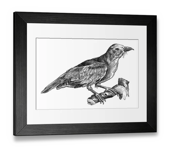 Framed Print : Woodcut, European roller (Coracias garrulus) Framed Print : Woodcut, European roller (Coracias garrulus)