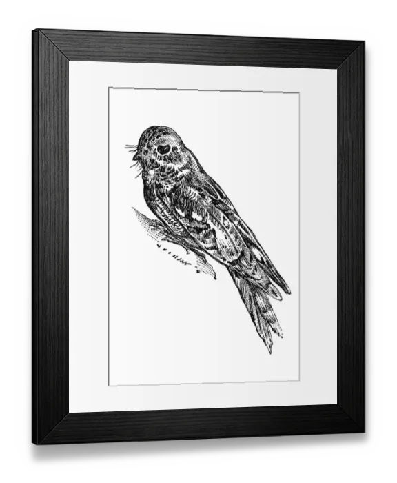 Framed Print : Woodcut, European nightjar (Caprimulgus europaeus)
