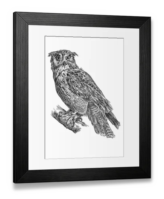 Framed Print : Woodcut, Eurasian eagle owl (Bubo bubo) Framed Print : Woodcut, Eurasian eagle owl (Bubo bubo)