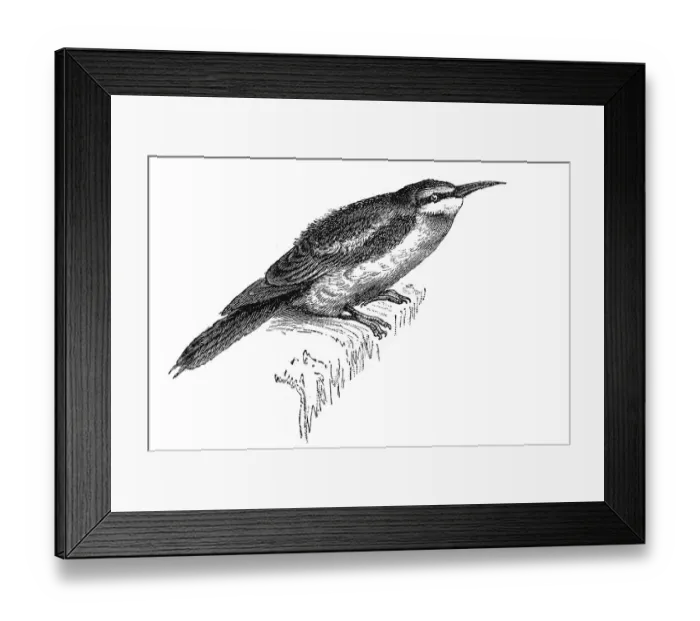 Framed Print : Woodcut, European bee-eater (Merops apiaster) Framed Print : Woodcut, European bee-eater (Merops apiaster)