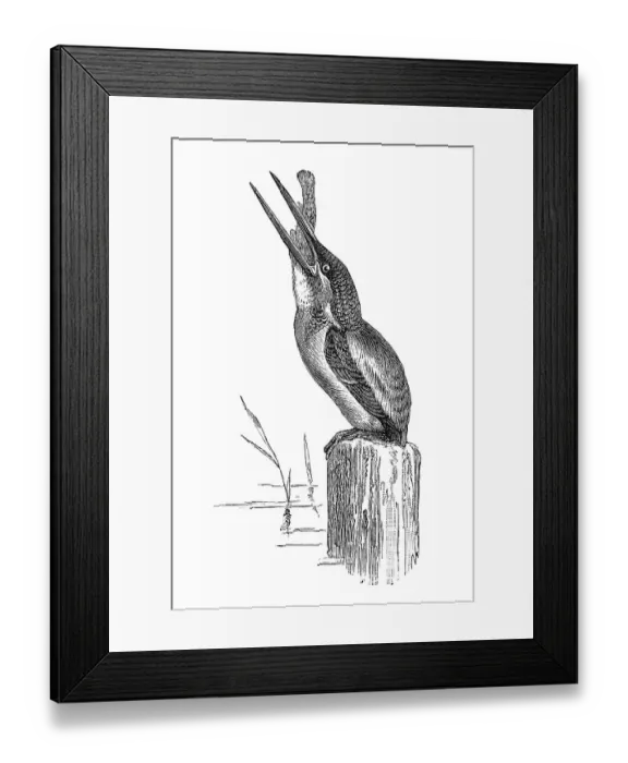 Framed Print : Woodcut, Common kingfisher (Alcedo atthis) Framed Print : Woodcut, Common kingfisher (Alcedo atthis)