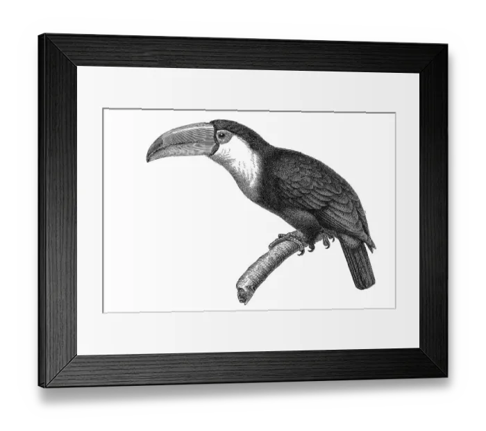 Framed Print : Woodcut, Toucan (Rhamphastus magnirostris) Framed Print : Woodcut, Toucan (Rhamphastus magnirostris)