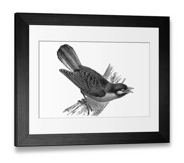 Framed Print : Woodcut, Indicator bird (Indicator sparrmanni) Framed Print : Woodcut, Indicator bird (Indicator sparrmanni)