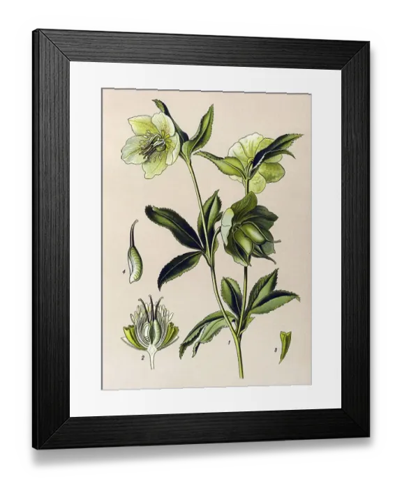 Framed Print : Historic illustration, Green Hellebore (Helleborus viridis)