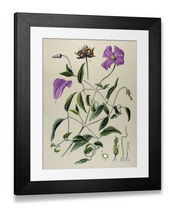 Framed Print : Historic illustration, Italian Clematis (Clematis viticella) Framed Print : Historic illustration, Italian Clematis (Clematis viticella)