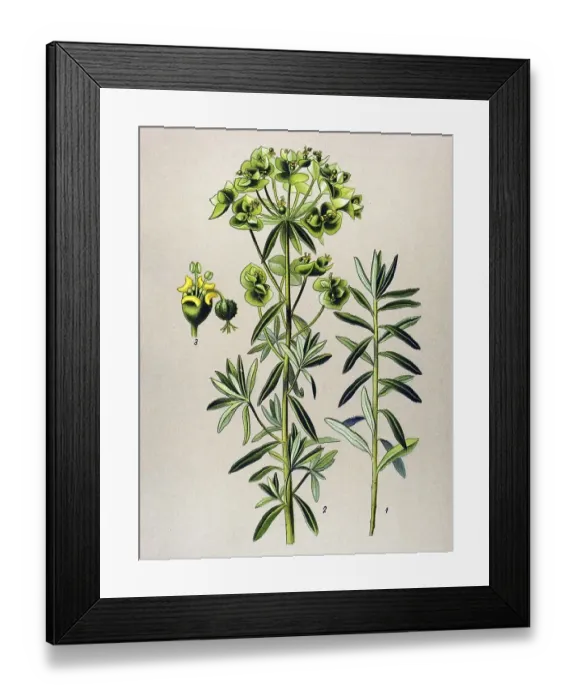 Framed Print : Historical illustration, Petty Spurge (Euphorbia Peplus) Framed Print : Historical illustration, Petty Spurge (Euphorbia Peplus)