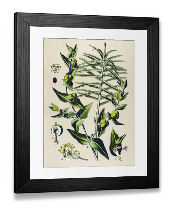 Framed Print : Historical illustration, Caper Spurge (Euphorbia lathyris)
