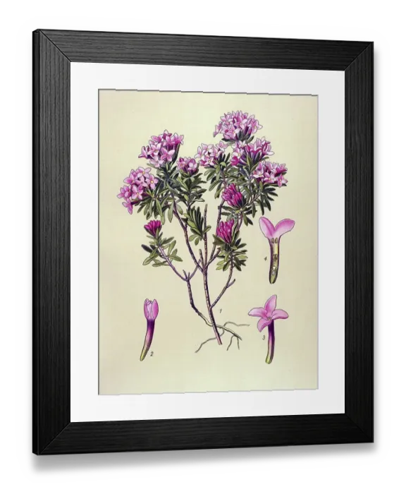 Framed Print : Historical illustration, Daphne Cneorum (Daphne Cneorum)