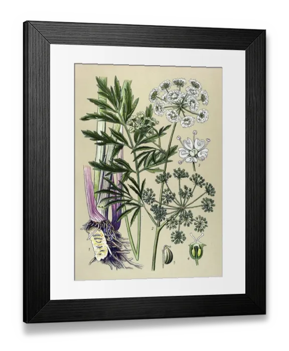 Framed Print : Historical illustration, Cowbane (Cicuta virosa) Framed Print : Historical illustration, Cowbane (Cicuta virosa)