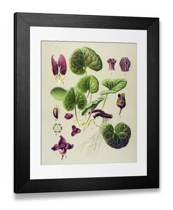 Framed Print : Historical illustration, Haselwort (Asarum europaeum)