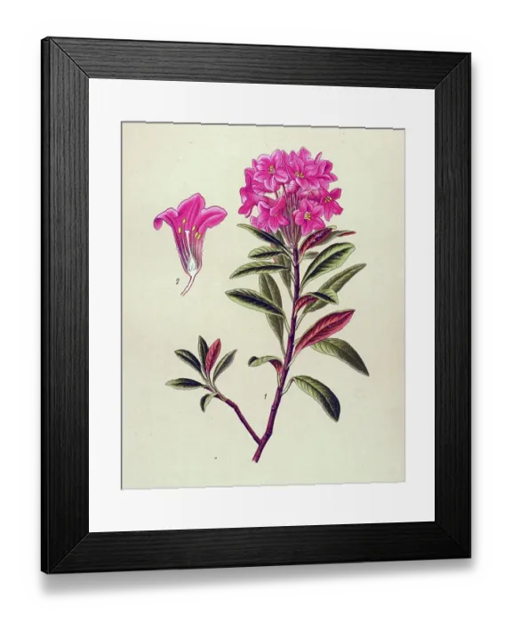 Framed Print : Historical illustration, Rusty-leaved Alpenrose (Rhododendron ferrugineum)