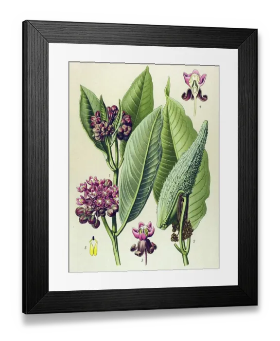 Framed Print : Historical illustration, Milkweed (Asclepias Cornuti)