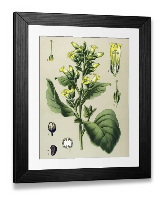 Framed Print : Historical illustration, Mapacho (Nicotiana rustica)