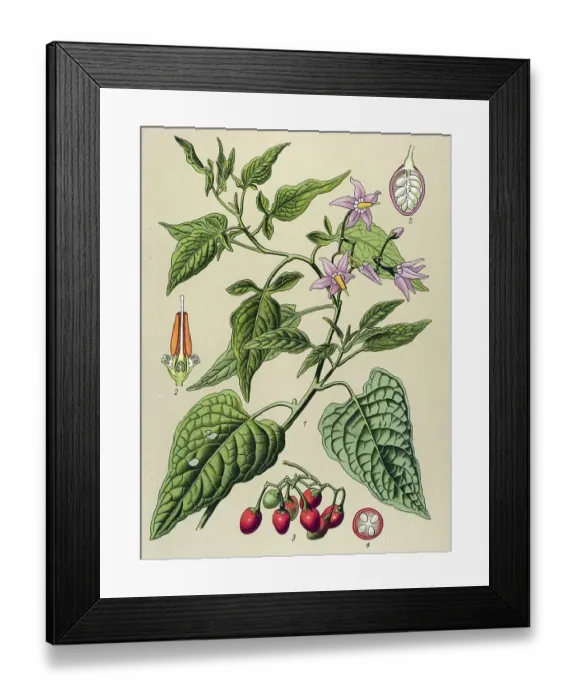 Framed Print : Historical illustration, Bittersweet (Solanum dulcamara)
