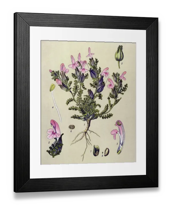 Framed Print : Historical illustration, Lousewort (Pedicularis sylvatica) Framed Print : Historical illustration, Lousewort (Pedicularis sylvatica)