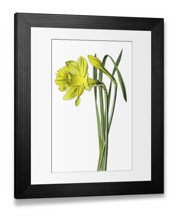 Framed Print : Historical illustration, Wild daffodil (Narcissus pseudonarcissus) Framed Print : Historical illustration, Wild daffodil (Narcissus pseudonarcissus)