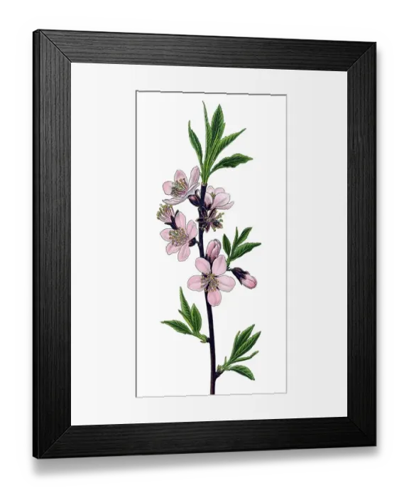 Framed Print : Historical illustration, Bitter Almond (Amygdalus communis) Framed Print : Historical illustration, Bitter Almond (Amygdalus communis)