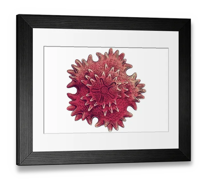 Framed Print : Historic illustration, Sea Star (Asteroidea)